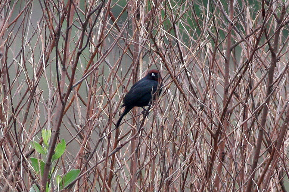 Image of Chestnut-capped Blackbird