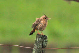 Image of Coryphistera Burmeister 1860