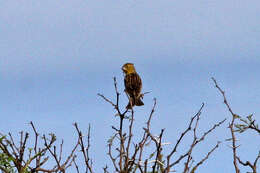 Image of Grassland Sparrow