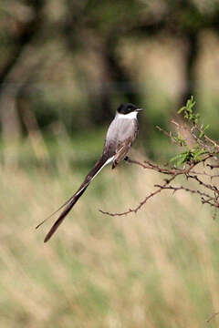 Image of Fork-tailed Flycatcher