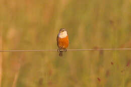 Image of Marsh Seedeater