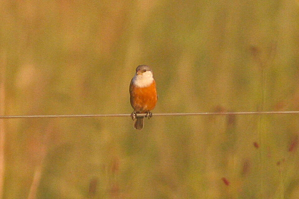 Image of Marsh Seedeater