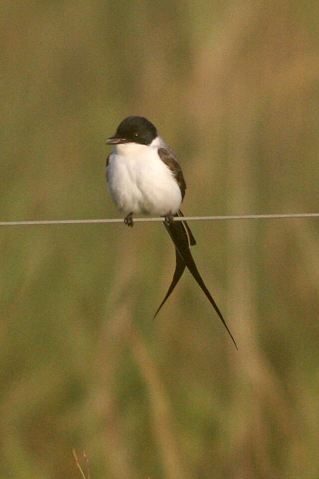 Image of Fork-tailed Flycatcher