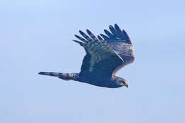 Image of Long-winged Harrier