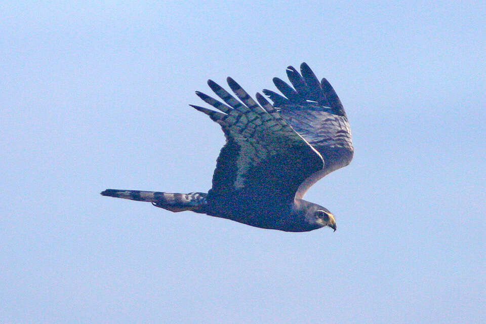 Image of Long-winged Harrier