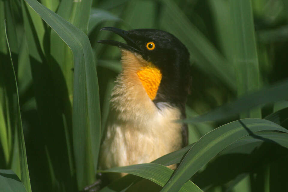 Donacobiidae resmi