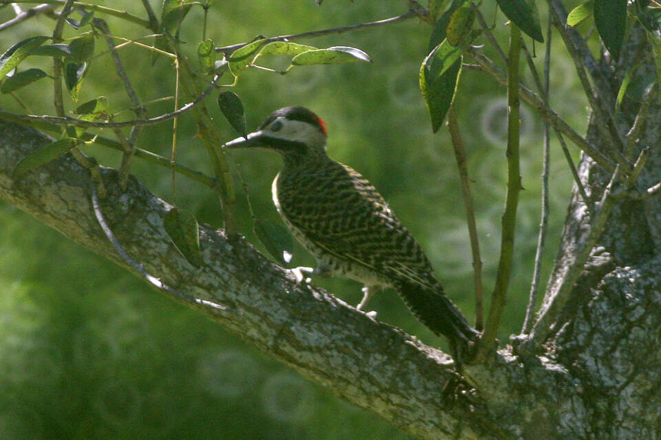 Image of Green-barred Woodpecker