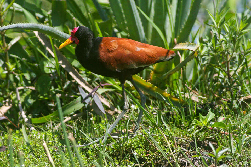 Image of Wattled Jacana