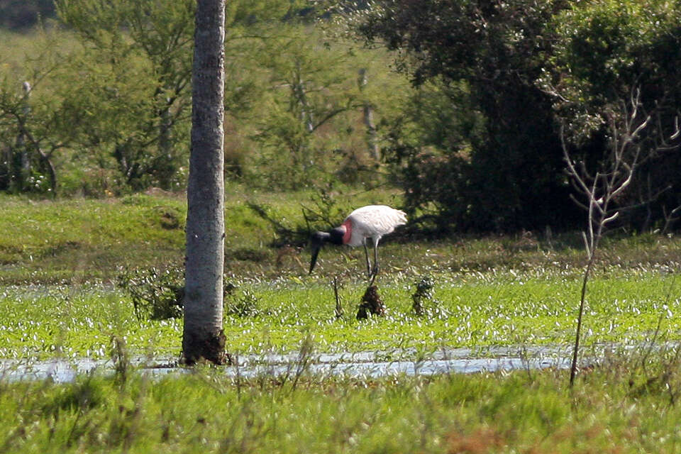 Image de Jabiru Hellmayr 1906