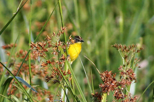 Image of Crested Doradito