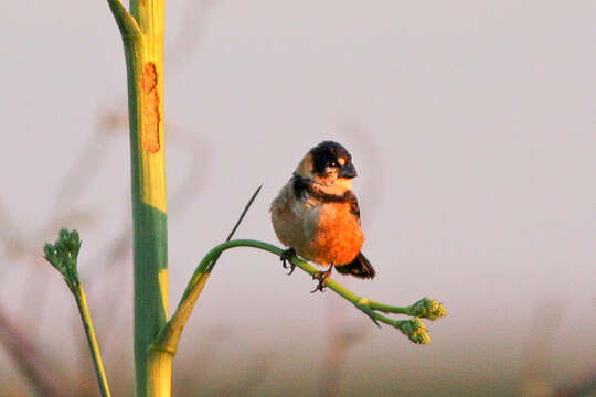 Image of Rusty-collared Seedeater