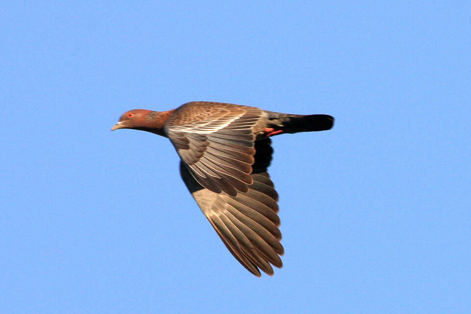 Image of Picazuro Pigeon