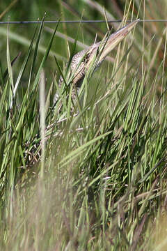 Image of Pinnated Bittern