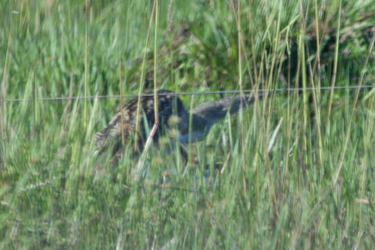 Image of Pinnated Bittern