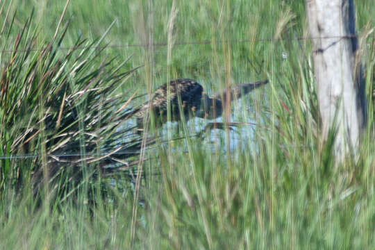 Image of Pinnated Bittern