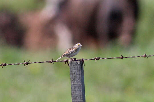 Ammodramus humeralis (Bosc 1792) resmi