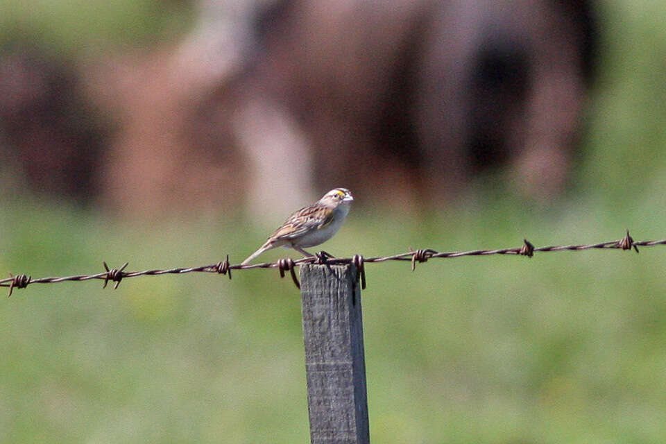 Image of Grassland Sparrow