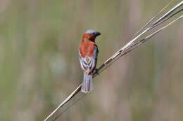 Слика од Sporophila cinnamomea (Lafresnaye 1839)