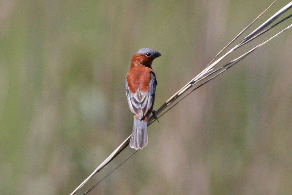 Слика од Sporophila cinnamomea (Lafresnaye 1839)