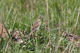 Image of Ochre-breasted Pipit