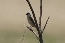 Image of Capped Seedeater