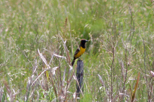 Image of Yellow-rumped Marshbird