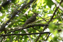 Image of Small-billed Elaenia