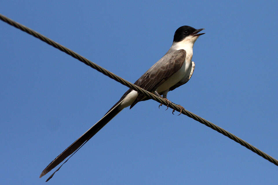 Image of Fork-tailed Flycatcher