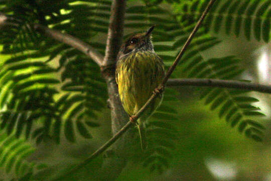 Image of Eared Pygmy Tyrant