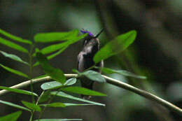 Image of Black-breasted Plovercrest