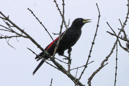 Image of Red-rumped Cacique