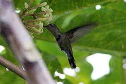 Image of Black-breasted Plovercrest