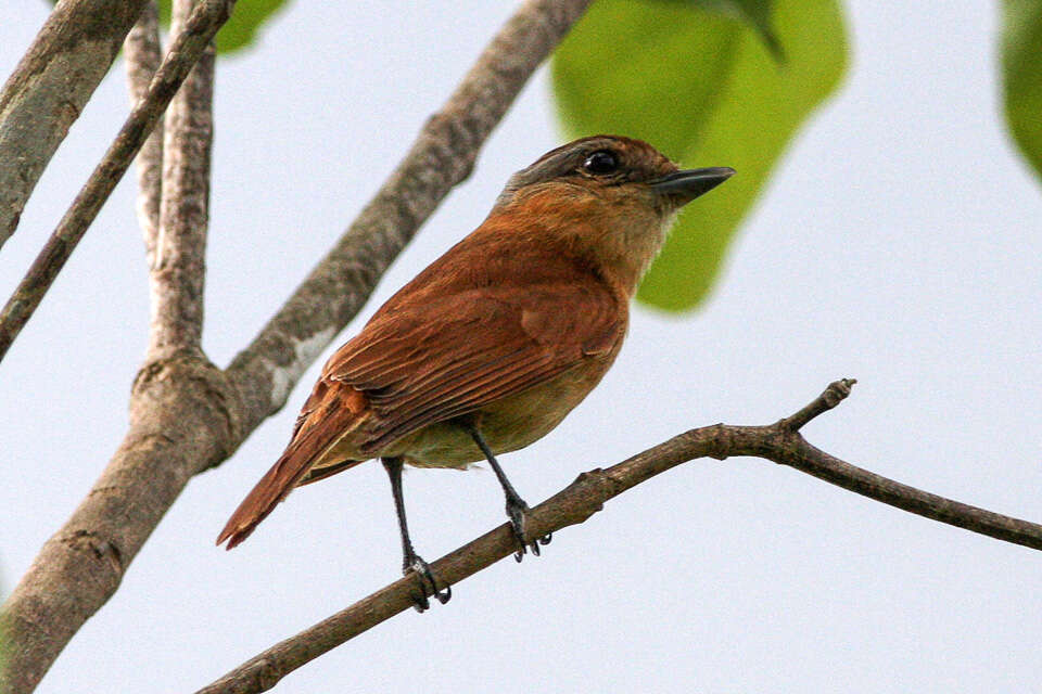 Image of Chestnut-crowned Becard