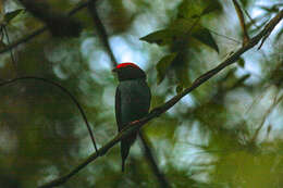 Chiroxiphia caudata (Shaw 1793) resmi