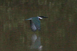 Image of Amazon Kingfisher