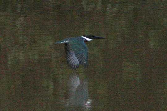 Image of Amazon Kingfisher