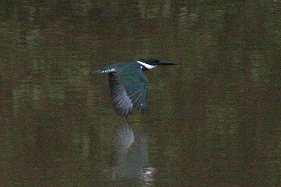 Image of Amazon Kingfisher