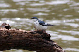 Tachycineta albiventer (Boddaert 1783)的圖片