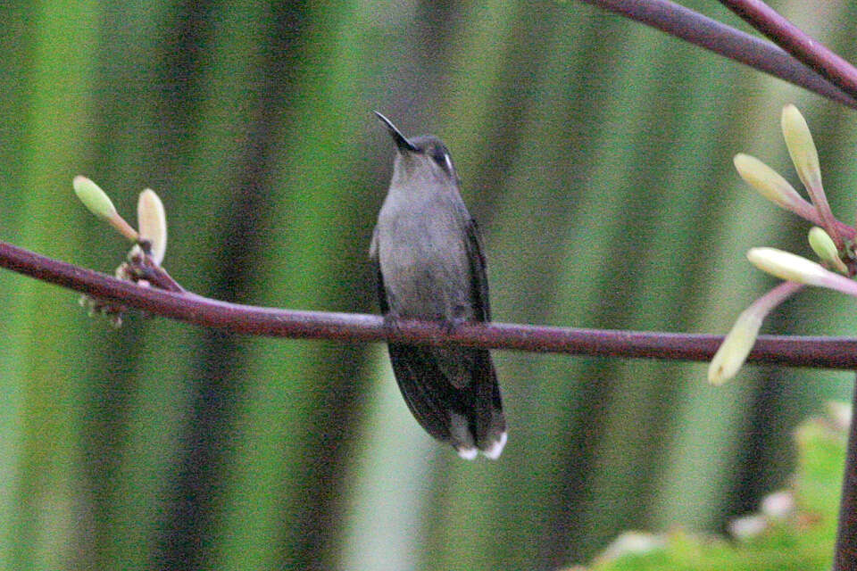 Image of Black-breasted Plovercrest