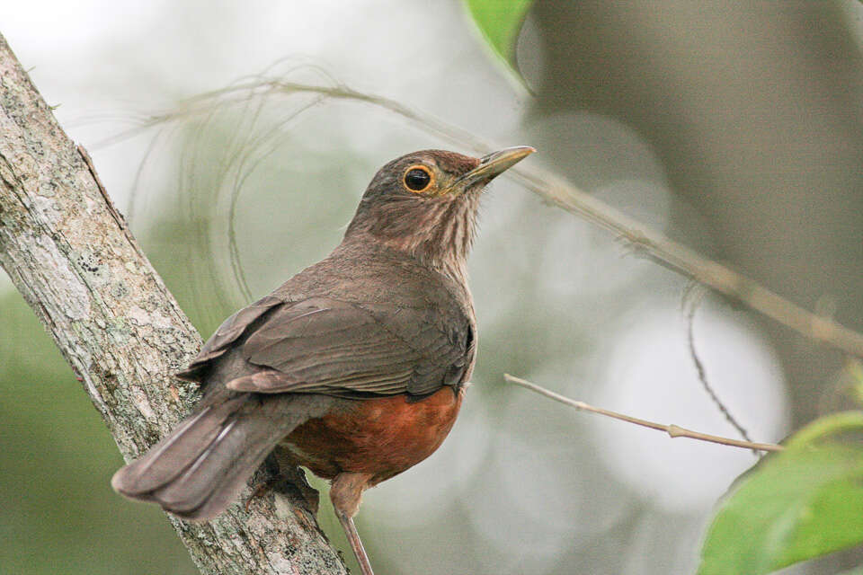 Image of Rufous-bellied Thrush