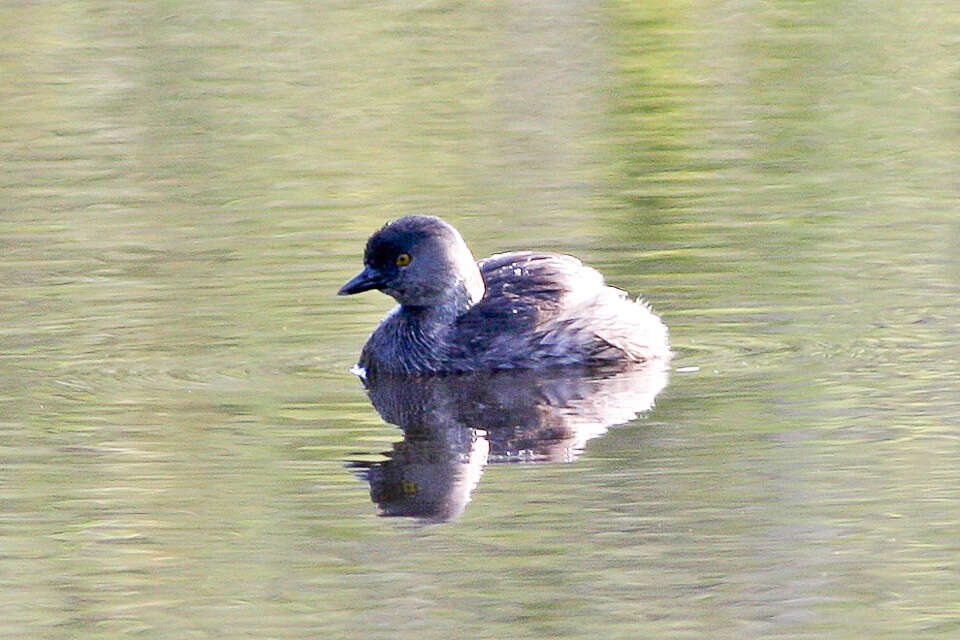 Image of Least Grebe