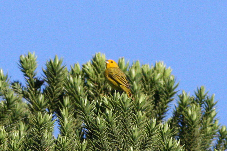 Image of Saffron Finch