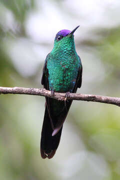 Image of Violet-capped Woodnymph