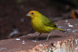 Image of Saffron Finch