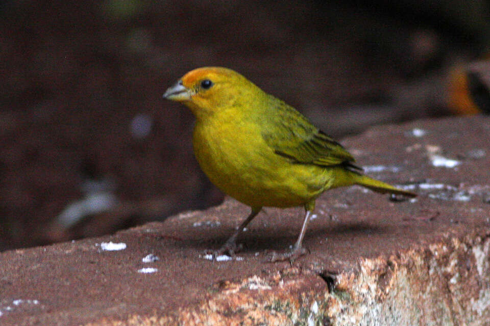 Image of Saffron Finch