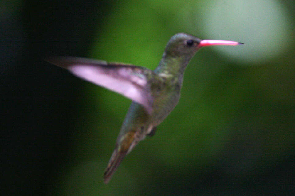 Image of Gilded Hummingbird