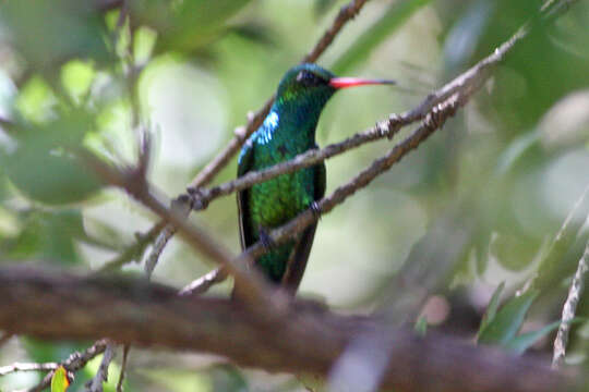 Image of Glittering-bellied Emerald