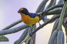 Euphonia violacea (Linnaeus 1758)的圖片