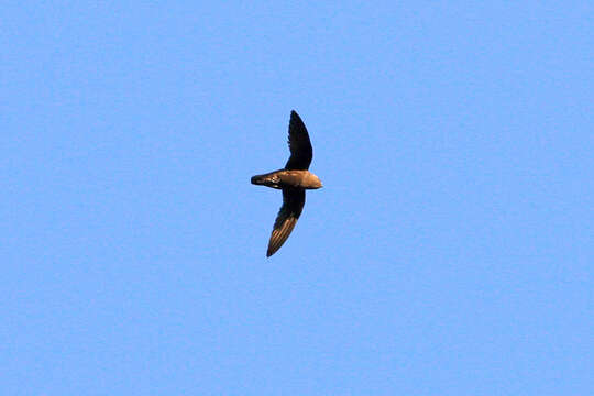 Image of Great Dusky Swift