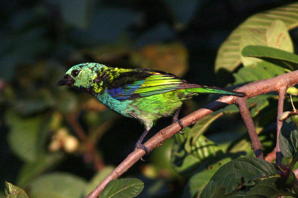 Image de Calliste à tête verte